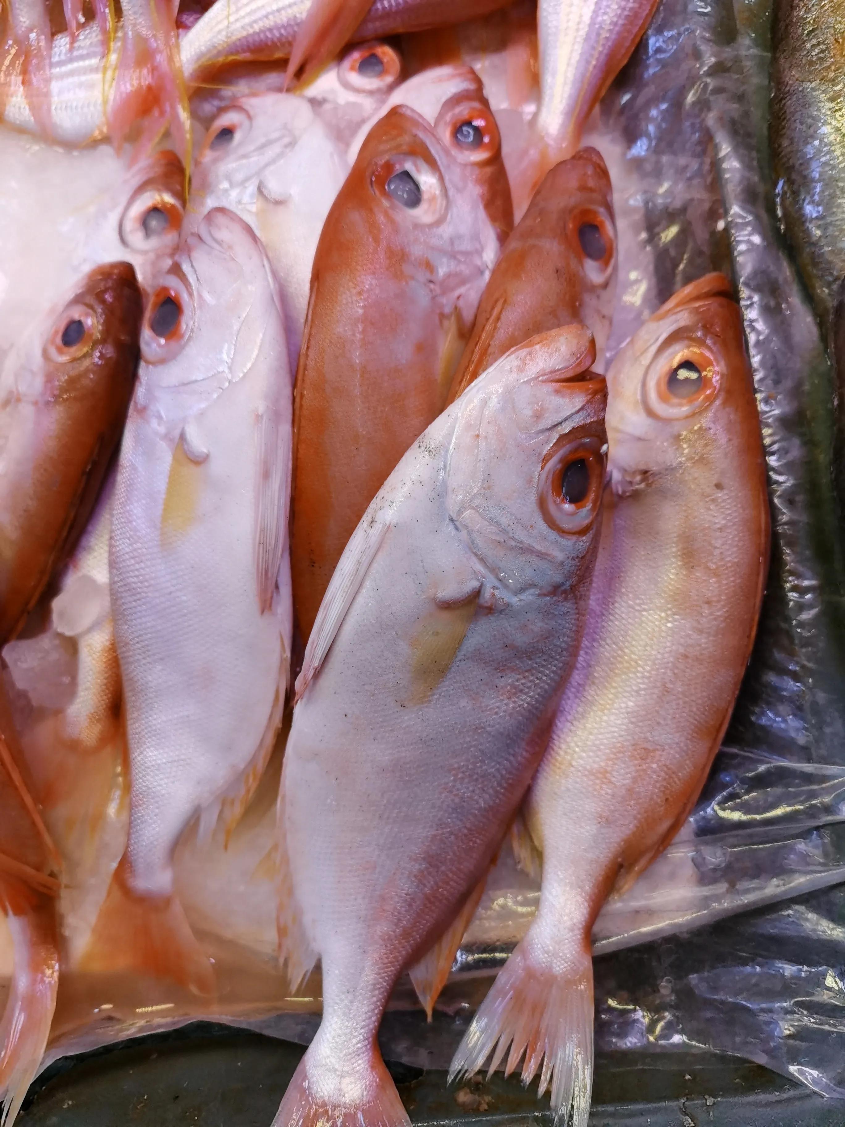 潮汕什么鱼做刺身最好吃,潮汕的鱼哪种适合刺身