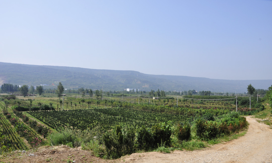 如果你在森林里遇见它你会怎么办,如果你在森林中遇见一头狼怎么办