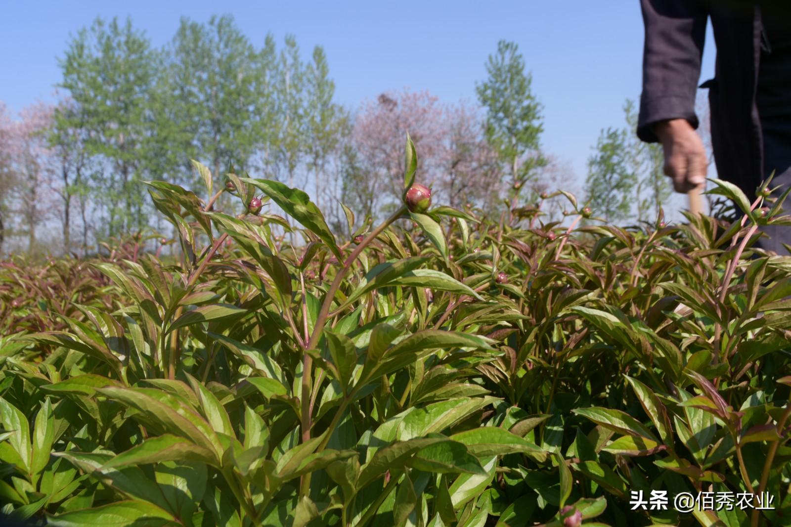 新鲜芍药花怎么做成花茶,芍药花瓣做花茶怎么做的