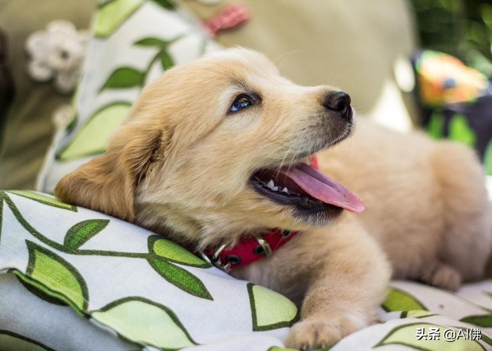 美国最受欢迎的100组小狗名字