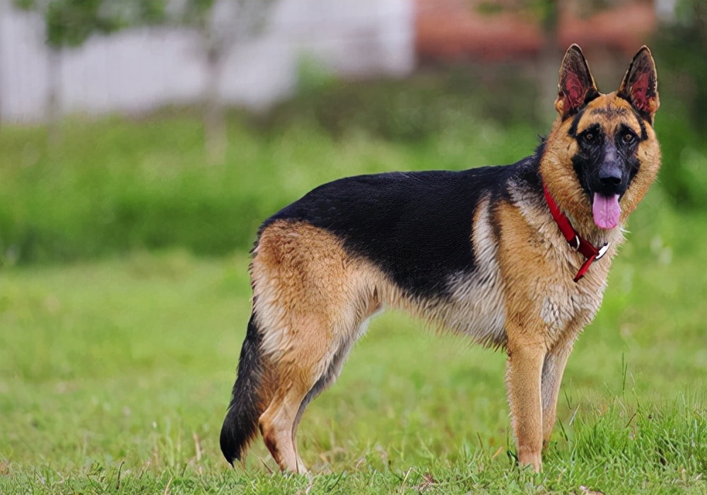 狗狗感冒会死掉吗？发现狗狗感冒之后应该怎么处理？三大措施参考