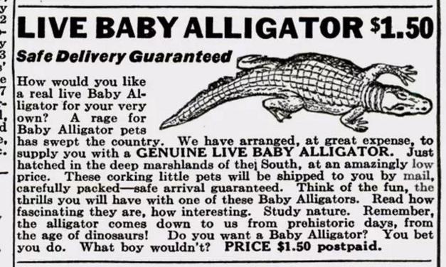 夜市上毫无尊严的鳄鱼，曾让上个世纪的纽约人心惶惶