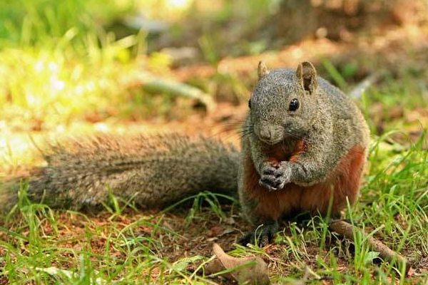 松鼠品种大全图解宠物松鼠,松鼠有哪些品种宠物松鼠品种图鉴