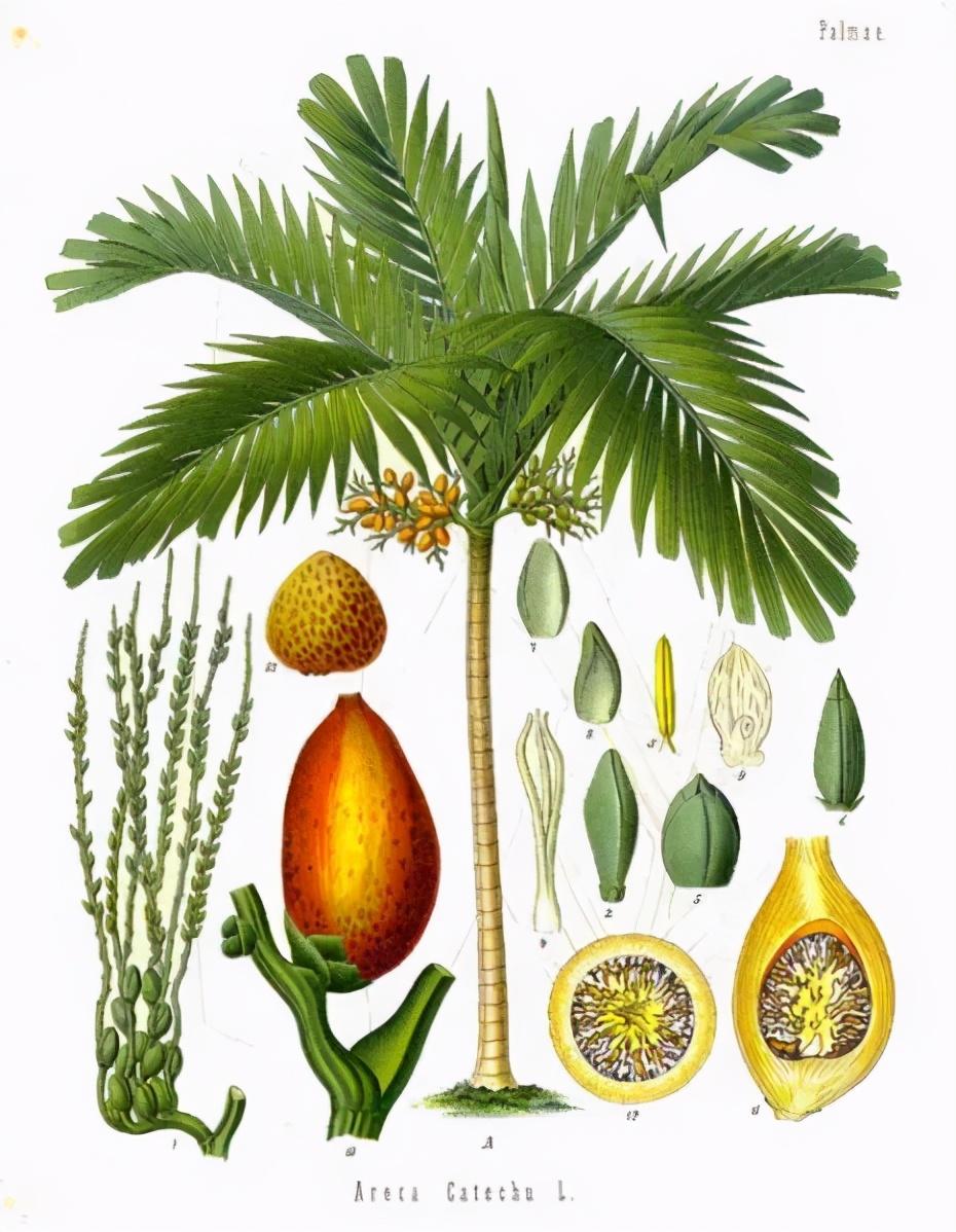 槟榔痴迷者们患上口腔癌的结局 (27岁口腔癌患者自述槟榔上瘾)