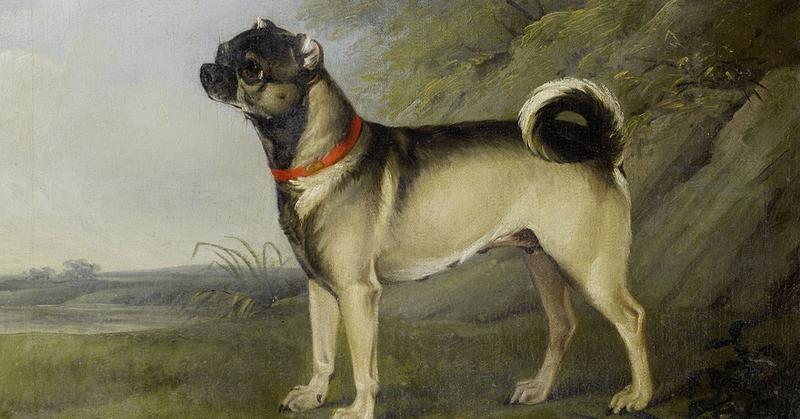 哈巴狗法国皇室,哈巴狗皇室宠物图片