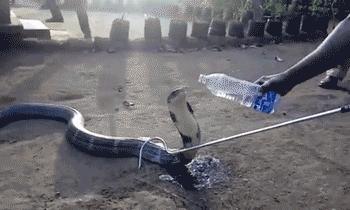 眼镜王蛇与天敌獴哥的激烈战斗,眼镜王蛇真的怕蛇獴吗