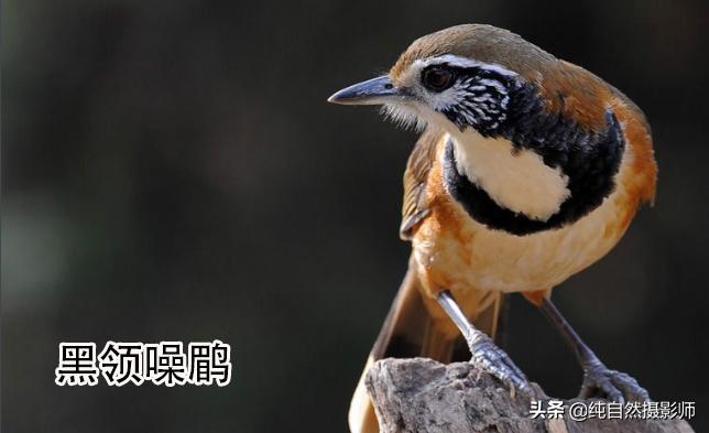 画眉品种有哪些,画眉科的鸟类大全