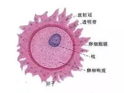 揭秘女人受精胎儿形成过程！十月怀胎就是生命最大的奇迹！