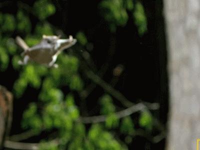 老婆饼没有老婆，普通田鼠也不普通