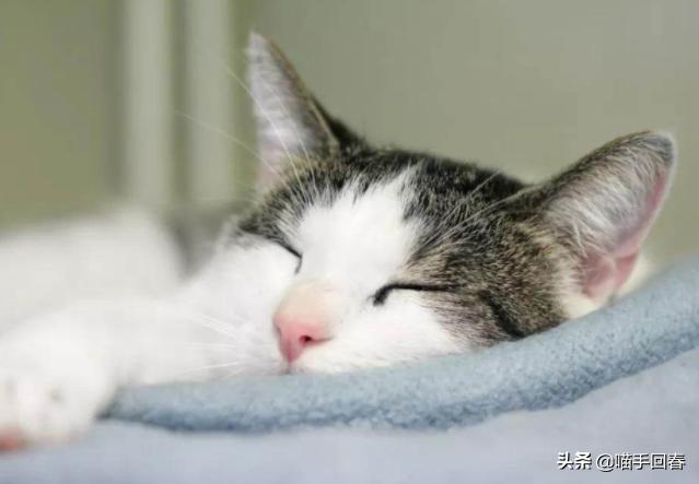 猫心内膜炎是种什么疾病？患病猫咪饱受痛苦，需铲屎官小心照看