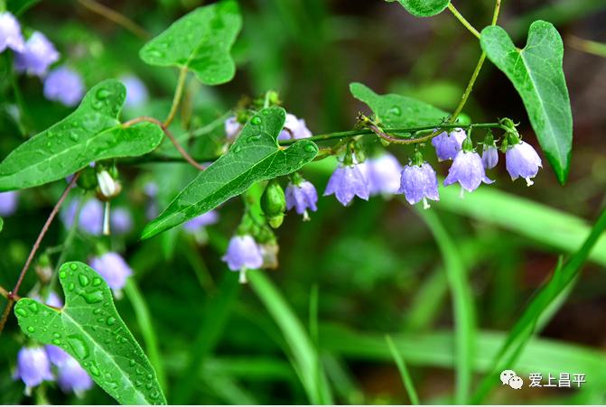 昌平游玩有山有水的地方推荐,昌平旅游攻略必去的地方