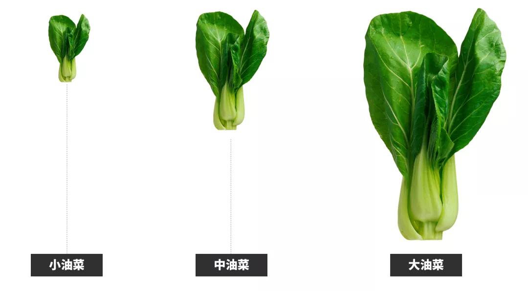 ppt动态环状图制作,ppt多图动态效果制作