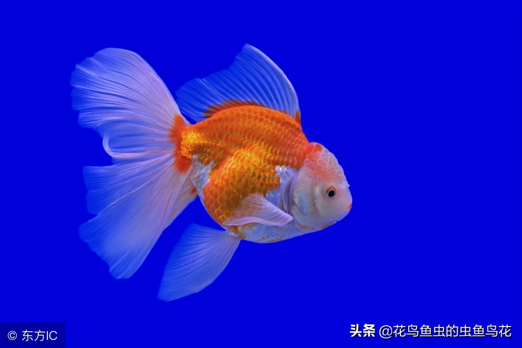 狮子头金鱼病图片,狮子头金鱼疾病有哪些