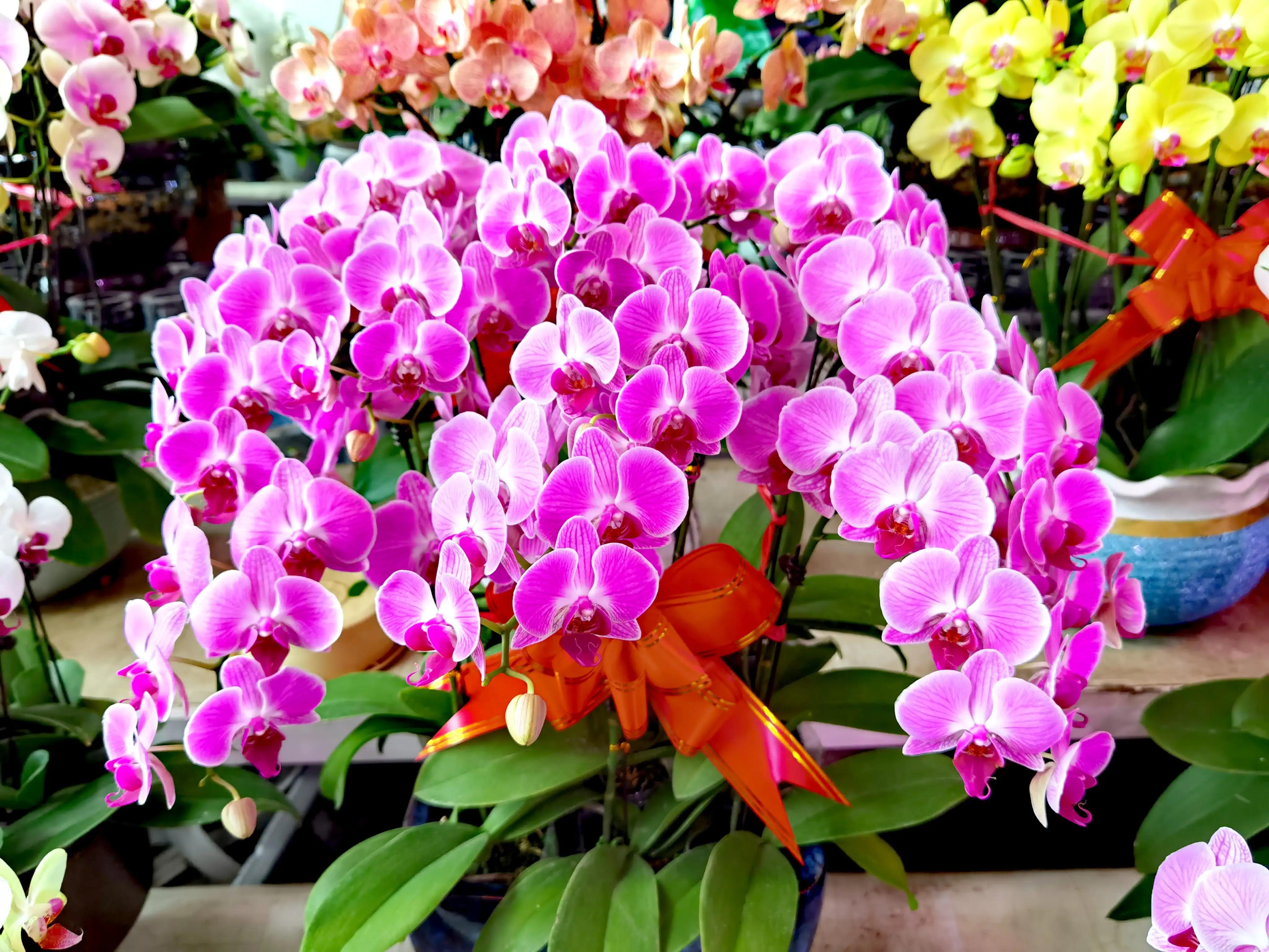 沈阳花卉市场搬哪去了,沈阳花卉市场批发各种绿植