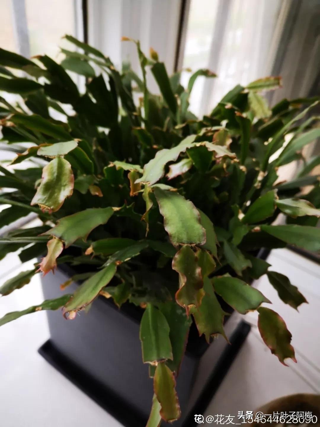 叶子软塌塌,叶子缺水卷曲怎么补救