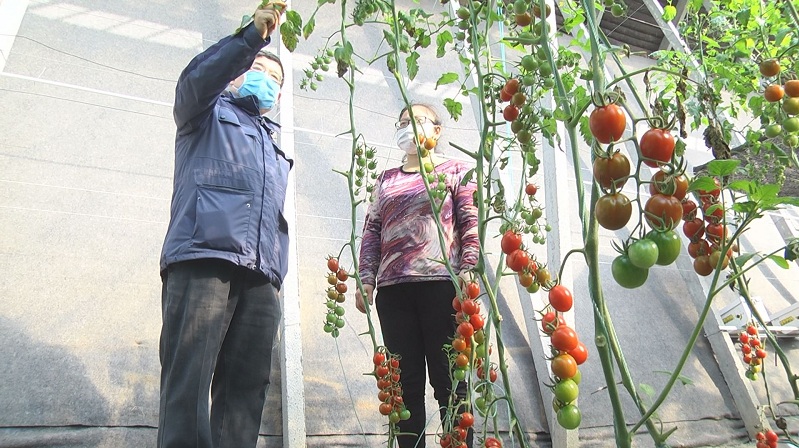 农技指导助力设施农业安全越冬,农技指导助春耕