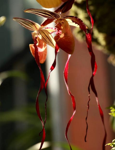 吊兰君子兰哪个好养护,君子兰吊兰图片欣赏