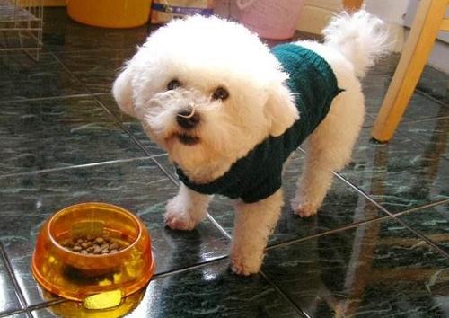 比熊狗粮怎么选最好的呢,比熊怎么选择适合的狗粮