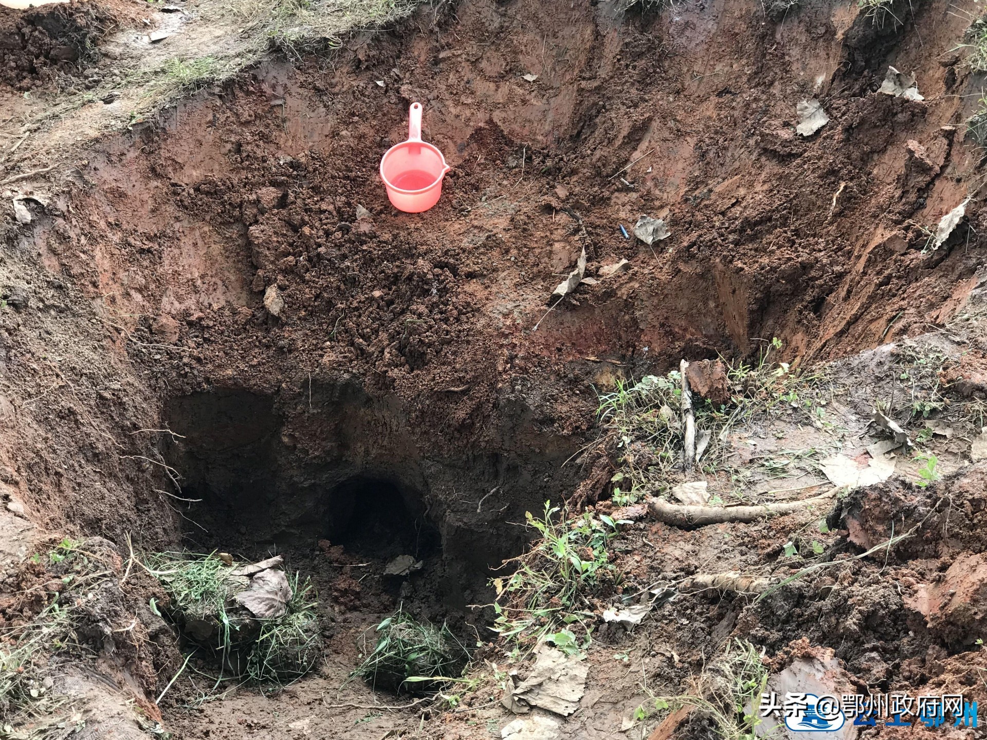 鄂州防汛江堤挖出白蚁巢穴3处，巡堤队员获1000元奖励