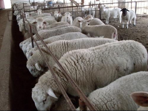 羊打三联四防疫苗注意事项,流脑疫苗和白破疫苗接种注意事项