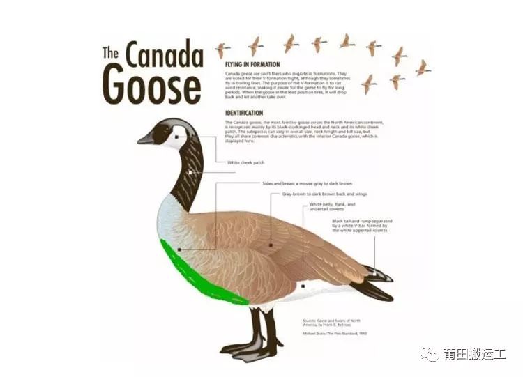 迷彩加拿大鹅多少钱一件,真正的加拿大鹅怎么样