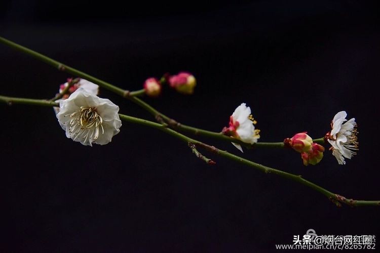 南京梅花山梅花开了吗,来南京梅花山赏梅花