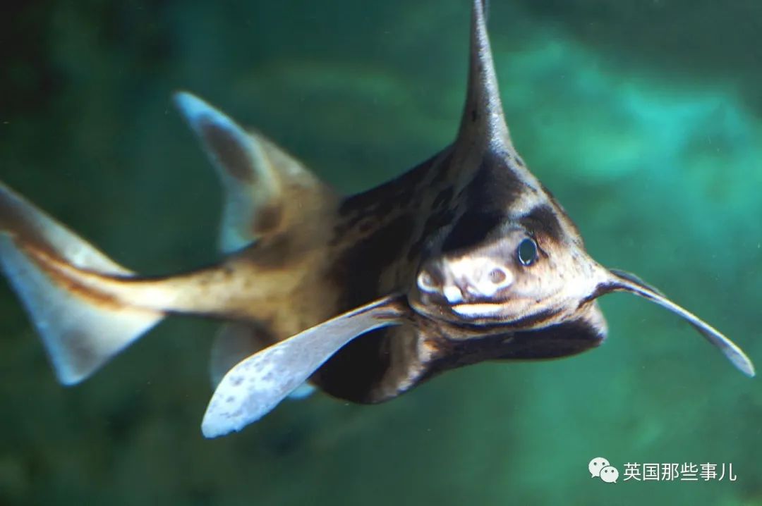 鲨鱼身体，猪猪的脸？意大利船员，打捞到了一只猪脸鲨鱼...