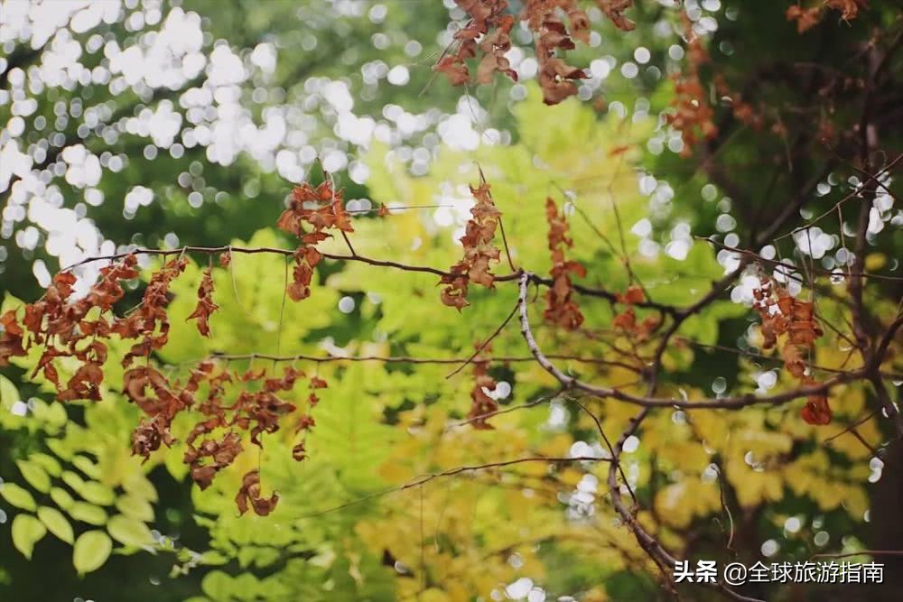 巷子里的花店有哪些,开在巷子的花店总是无人问津