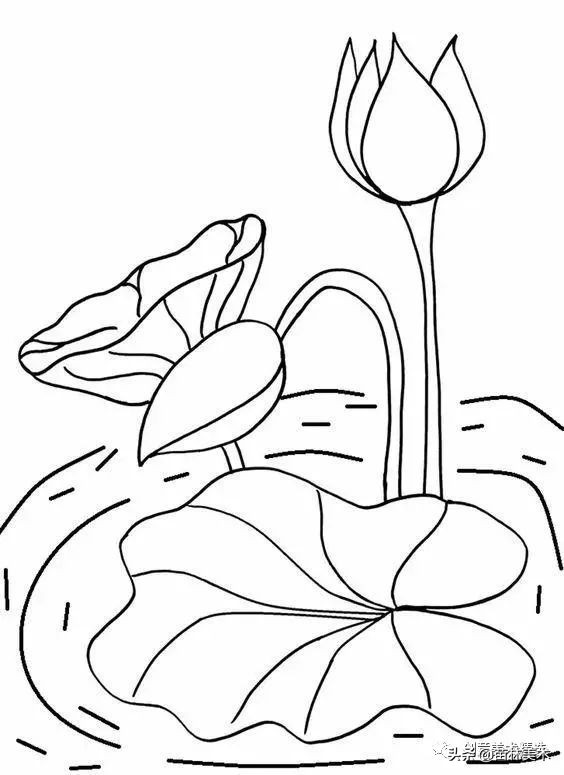 工笔花卉线稿和色稿,花卉白描线稿