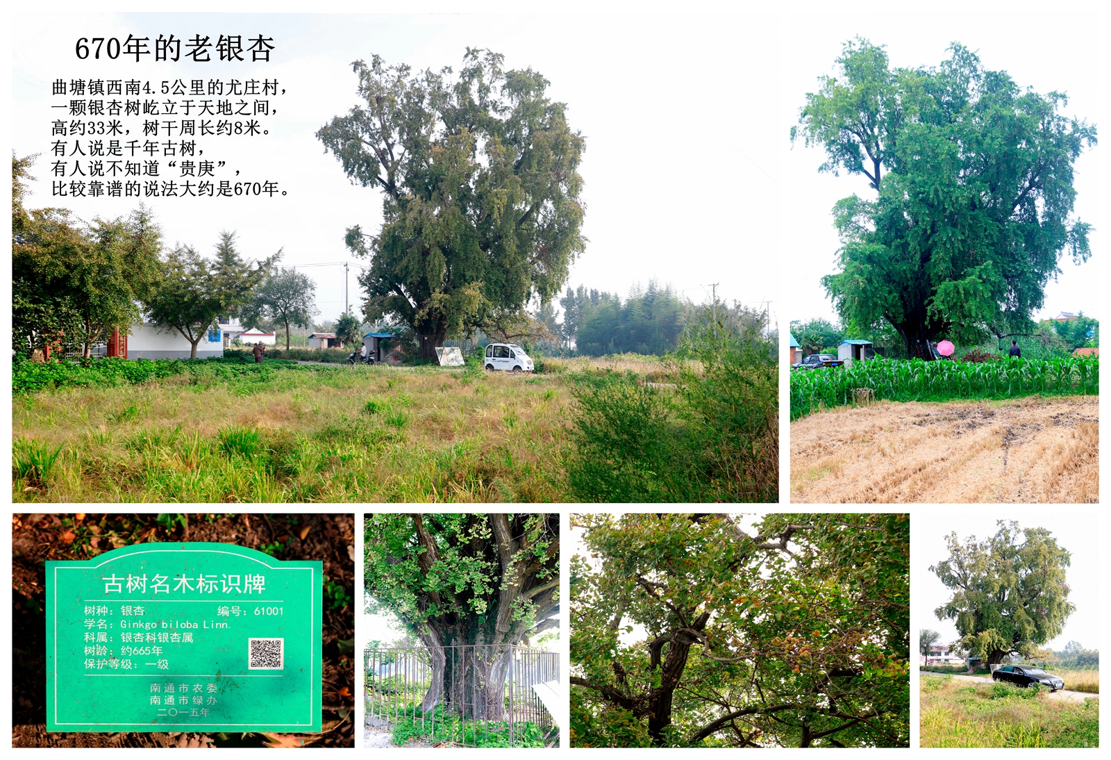 江苏海安曲塘古镇,海安市曲塘