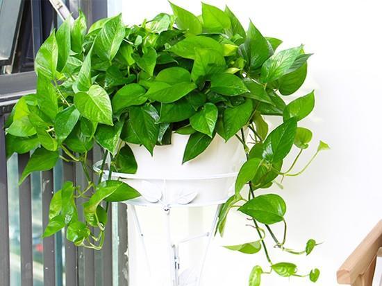 绿萝耷拉叶子没精神,绿萝发黄发蔫不精神怎么办