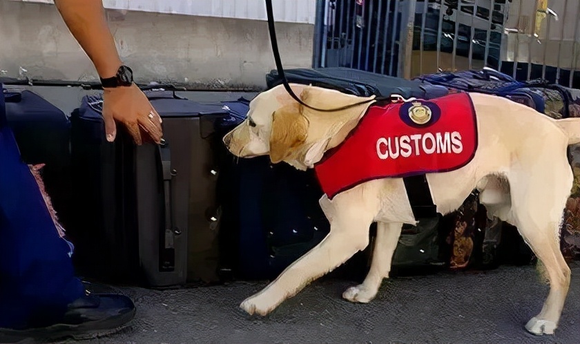 那些年留学生在海关被没收的东西,留学生被海关没收的东西