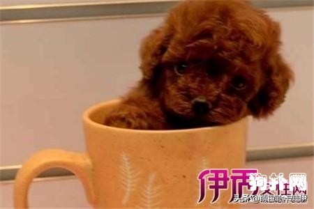 4个月茶杯泰迪犬标准肩高,茶杯泰迪怎么养
