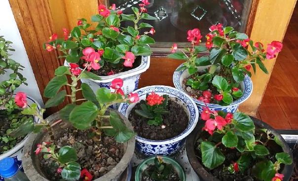 花草黄叶烂根怎么回事,养花草35年也不积水烂根黄叶