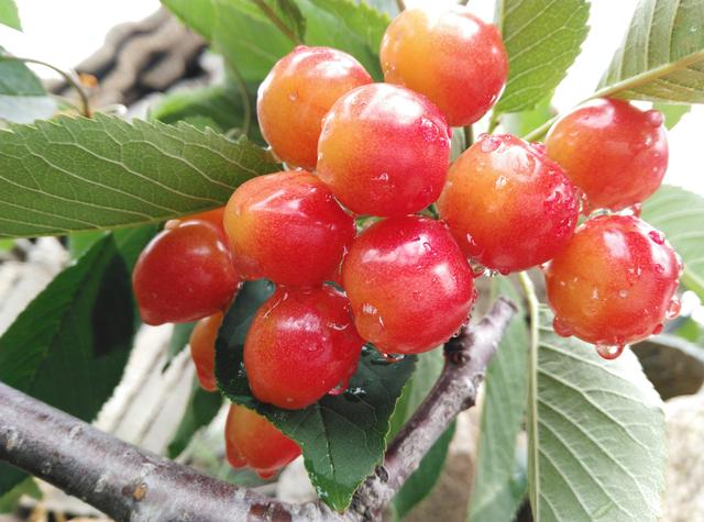 大樱桃为何不宜多吃,便宜的大樱桃能吃吗