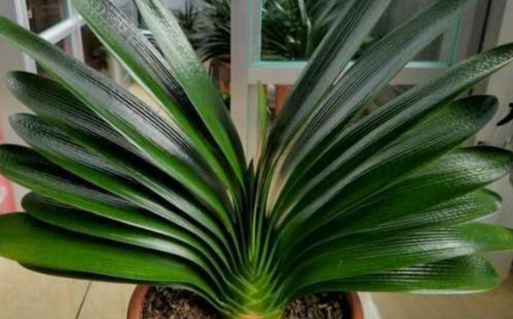 君子兰叶子少软蔫了咋办,君子兰叶子瘦怎么办