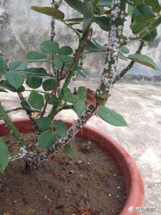 教你识别十大虫害,专治各种害虫图谱大全