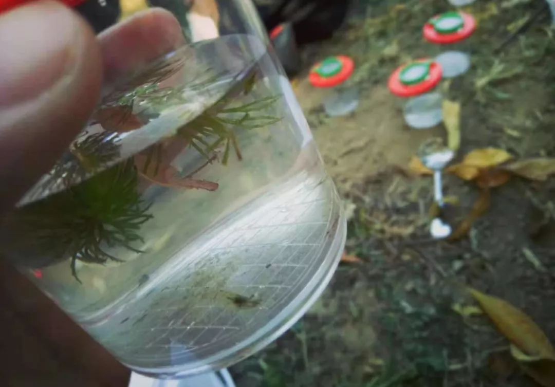 错过第二期北纬45°自然教育国际工作坊不要紧，满满的干货在这里