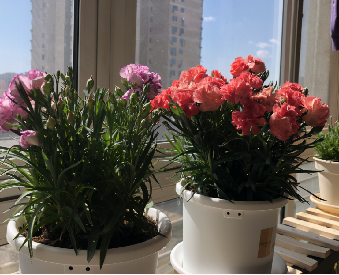 你准备好了吗幼儿版,你的康乃馨准备好了吗