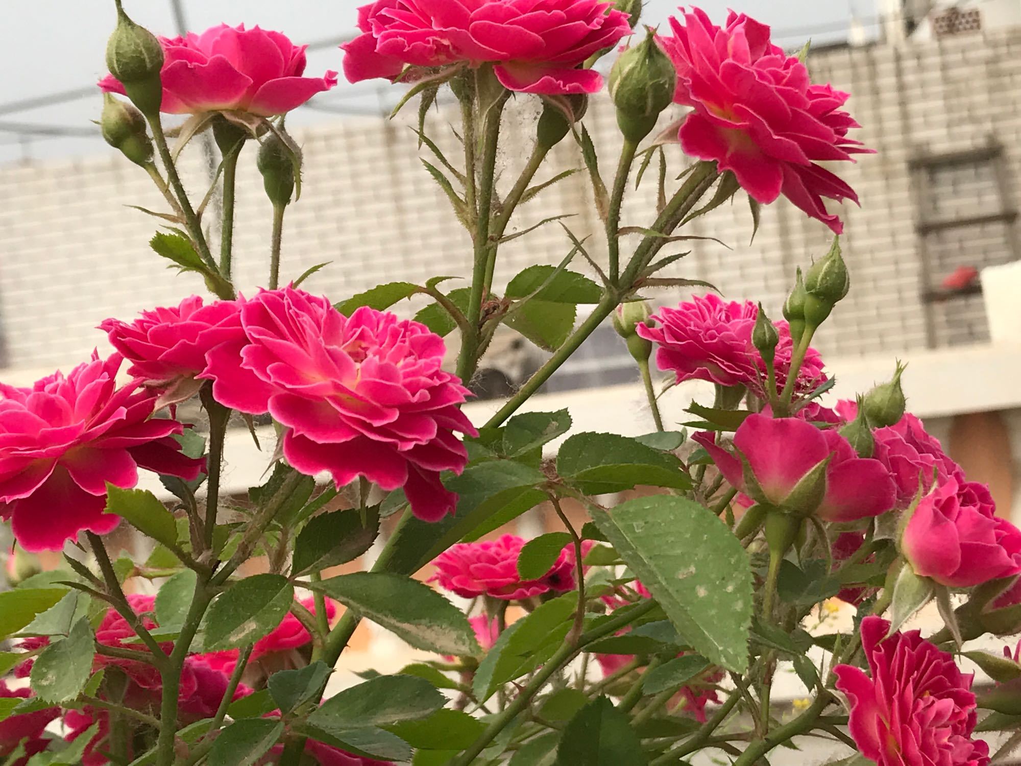 月季夏天可以给花苞戴网套吗,月季花苞网套