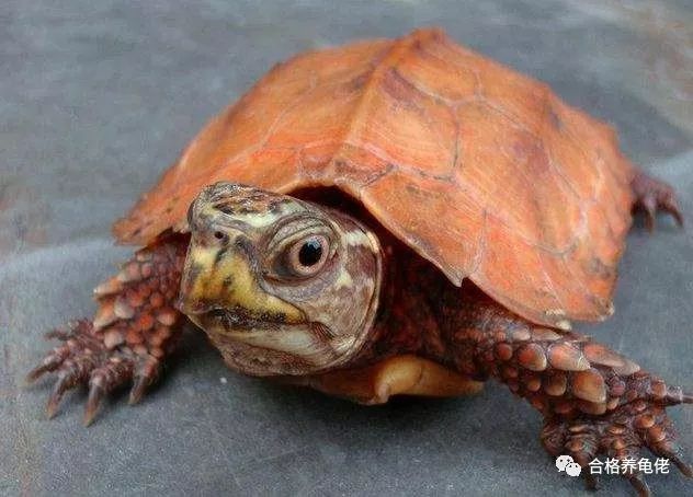环境改变乌龟腐皮会自己好吗,环境导致的龟腐皮