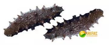 舟山4月份海鲜攻略,舟山海鲜代加工攻略