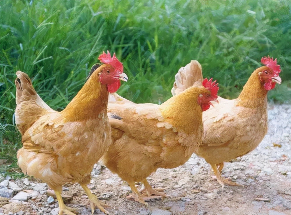 英雄连长做油布，整天抱怨团长不公，半年后懊悔：我错怪他了