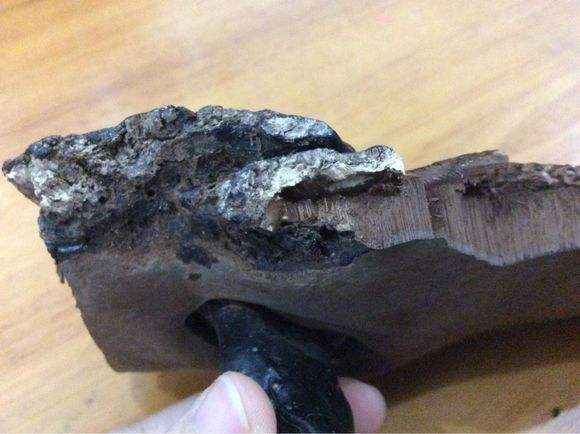 灵芝发霉有白色霉还能吃吗,发霉的灵芝的功效与作用