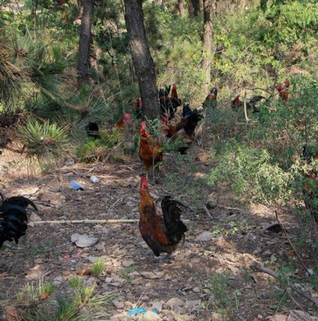 从老家带回来的小笨鸡,想念老家的柴火鸡