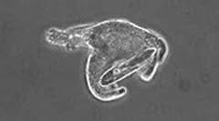 舌尖上的进化史:21亿年前的吃货细菌,最终演化成人类