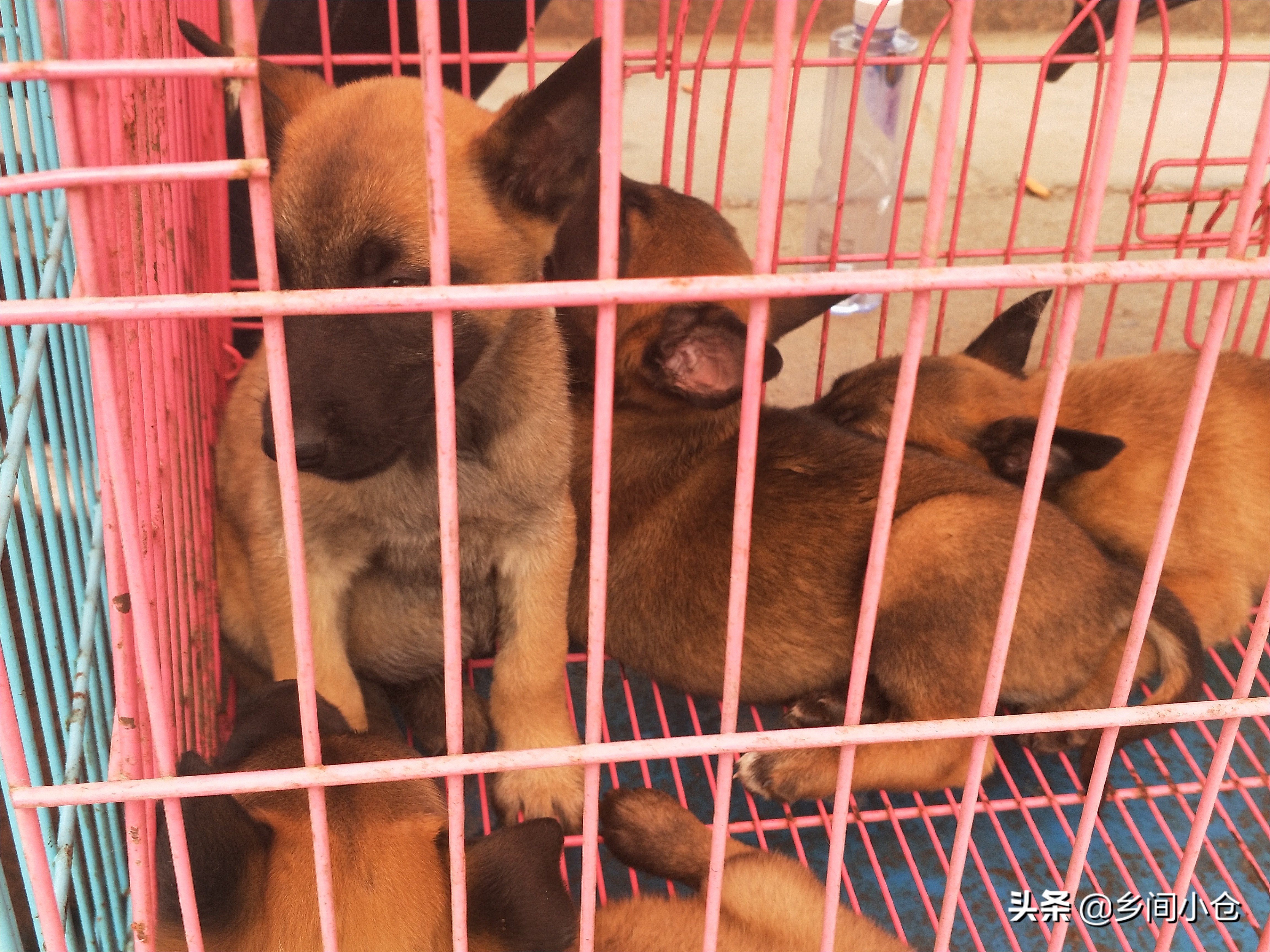 小妹子逛狗市遇到没见过的品种,大型狗市都有什么品种