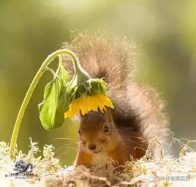 山间偶遇松鼠,巨大松鼠野生动物