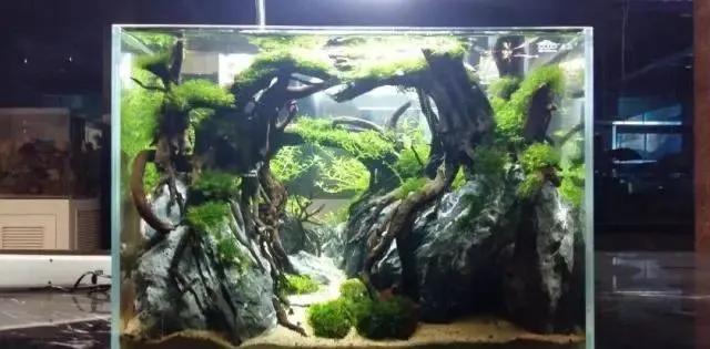 本色水景雨林,本色水景假山