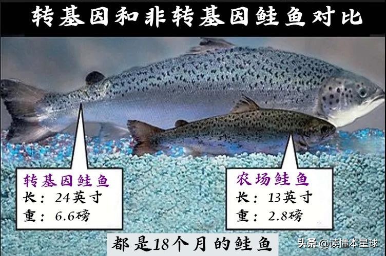 被人类吃到濒临灭绝的生物,被人类吃灭绝的凶猛的鱼